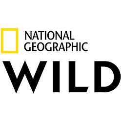 kisspng-nat-geo-wild-television-channel-national-geographi-live-stream-5b2a2c58ddf522.6824931215294905209092-1-1